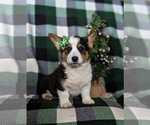 Small Photo #5 Pembroke Welsh Corgi Puppy For Sale in BIRD IN HAND, PA, USA