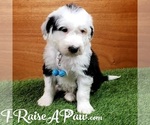 Small Photo #6 Sheepadoodle Puppy For Sale in OVERGAARD, AZ, USA
