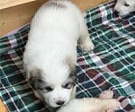 Small Photo #9 Great Pyrenees Puppy For Sale in MOUNT AIRY, NC, USA