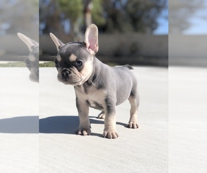 French Bulldog Puppy for Sale in BLOOMINGTON, California USA