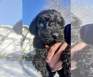 Poodle (Standard) Puppy for sale in MILES CITY, MT, USA