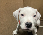 Puppy Puppy 4 Dogo Argentino