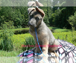Small #3 German Shepherd Dog
