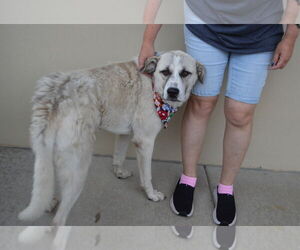 Great Pyrenees-Unknown Mix Dogs for adoption in McKinney, TX, USA