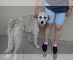 Small Great Pyrenees Mix