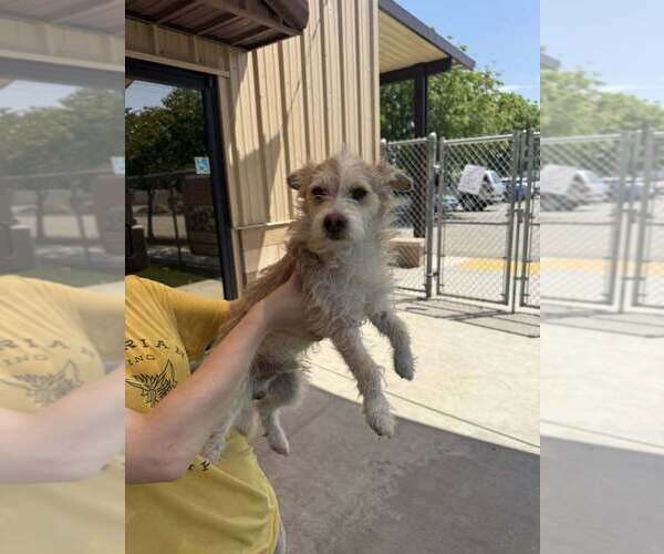 Medium Photo #1 Mutt Puppy For Sale in Calgary, Alberta, Canada