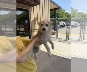 Mutt Dogs for adoption in Calgary, Alberta, Canada