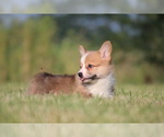 Small Photo #6 Pembroke Welsh Corgi Puppy For Sale in FORT MADISON, IA, USA