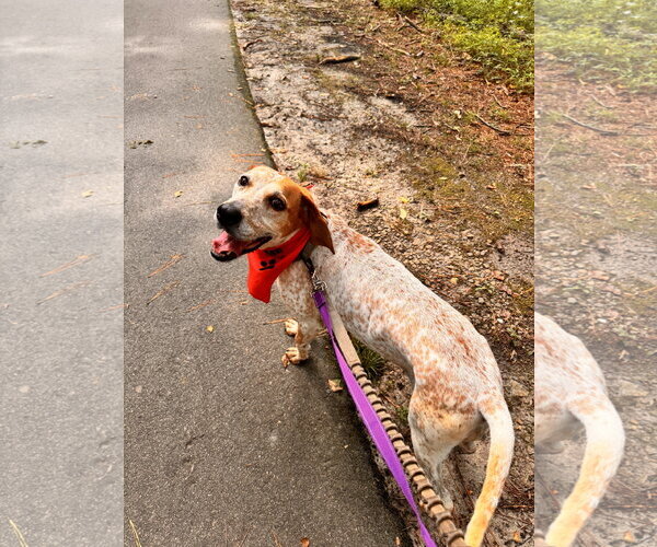 Medium Photo #1 English Coonhound-Unknown Mix Puppy For Sale in Raleigh, NC, USA