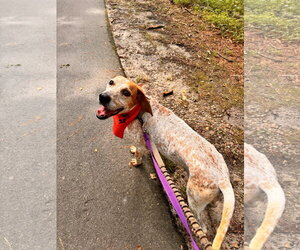 English Coonhound-Unknown Mix Dogs for adoption in Raleigh, NC, USA