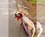 Cobbler - Female English Coonhound-Unknown Mix Dog for Adoption - Small photo