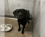 Small Staffordshire Bull Terrier Mix