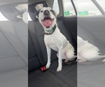 Small #2 Boxerhoula