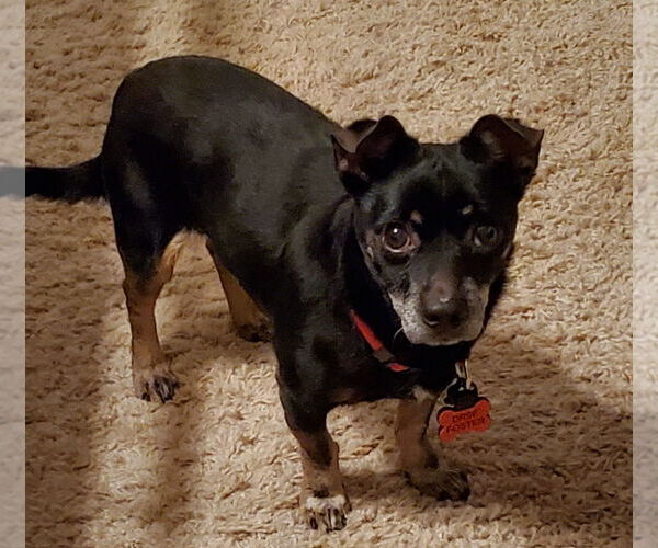 Medium Photo #2 Dachshund-Unknown Mix Puppy For Sale in Weston, FL, USA