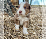 Small Photo #20 Australian Shepherd Puppy For Sale in SMITHS GROVE, KY, USA
