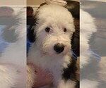 Small Photo #25 Old English Sheepdog Puppy For Sale in WILMINGTON, OH, USA