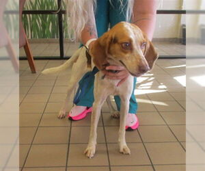 Treeing Walker Coonhound Dogs for adoption in Ocala, FL, USA