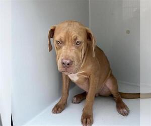 American Pit Bull Terrier-Unknown Mix Dogs for adoption in Augusta, GA, USA