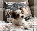 Small Photo #13 Biewer Terrier Puppy For Sale in CANBY, OR, USA