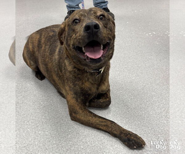 Medium Photo #1 Mutt Puppy For Sale in Washington, DC, USA