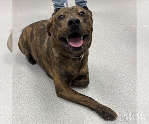 Mutt Dogs for adoption in Washington, DC, USA