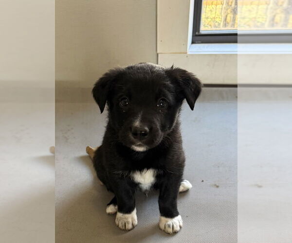 Medium Photo #2 Borador Puppy For Sale in Bolivar, MO, USA