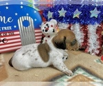 Small #4 Dachshund