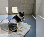Small #2 American Staffordshire Terrier Mix