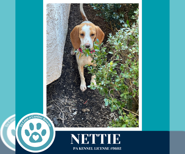 Medium Photo #1 Beagle-Unknown Mix Puppy For Sale in Kimberton, PA, USA