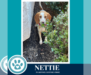 Beagle-Unknown Mix Dogs for adoption in Kimberton, PA, USA