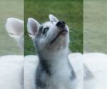 Small #1 Siberian Husky