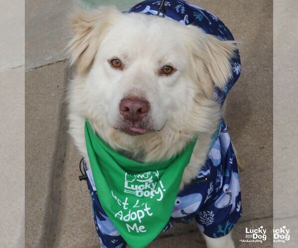 Medium Photo #5 Great Pyrenees-Retriever  Mix Puppy For Sale in Washington, DC, USA