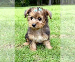 YorkiePoo Puppy for Sale in FAIR HAVEN, Michigan USA