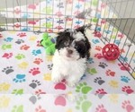 Small #3 ShihPoo