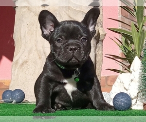 French Bulldog Puppy for sale in BOSTON, MA, USA