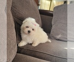 Puppy Nana Maltese