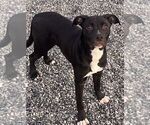Puppy Betty American Staffordshire Terrier