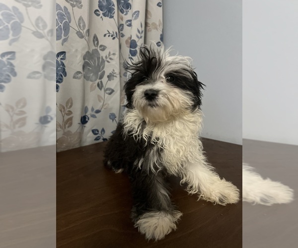 Medium Photo #32 Havanese Puppy For Sale in DURHAM, CT, USA