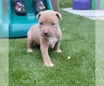Small Photo #2 American Bully Puppy For Sale in NEW BERN, NC, USA