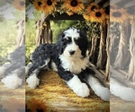 Small #8 Bernedoodle-Poodle (Standard) Mix
