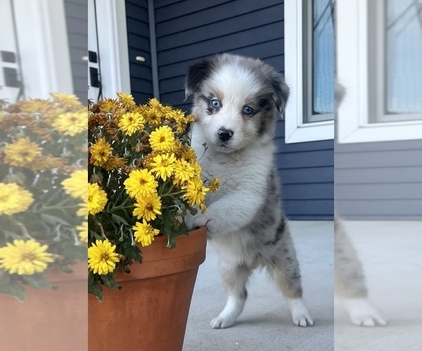 Medium Photo #5 Australian Shepherd Puppy For Sale in LODA, IL, USA