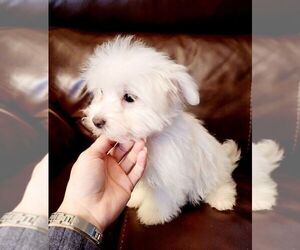 Maltese Puppy for sale in LOWELL, MA, USA