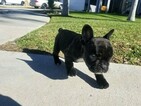 Small Photo #2 French Bulldog Puppy For Sale in COLTON, CA, USA