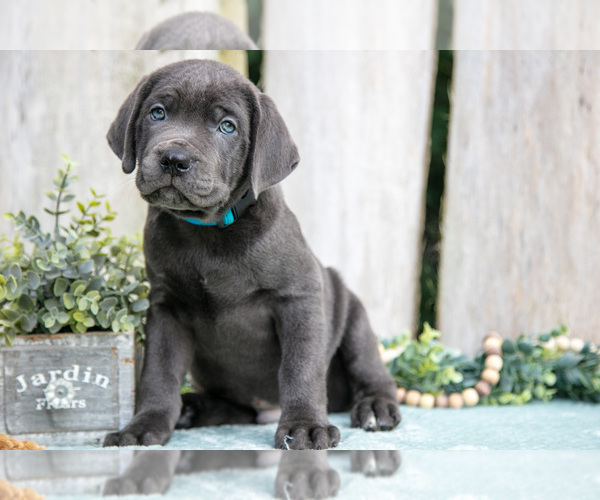 Medium Photo #5 Cane Corso Puppy For Sale in HOWE, IN, USA