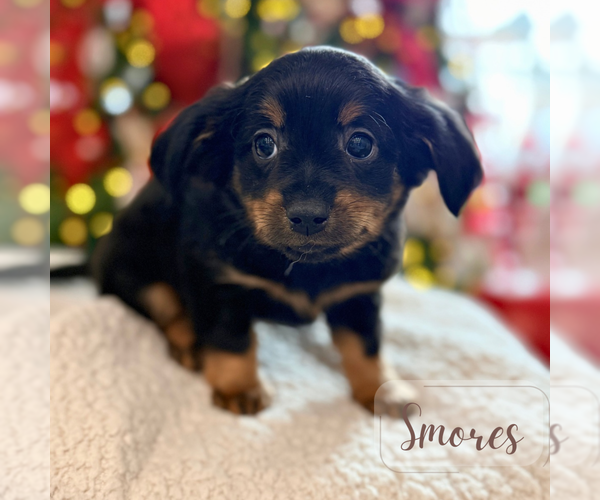 Medium Photo #3 Dachshund Puppy For Sale in ADDISON, IL, USA