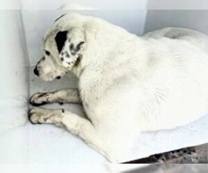 Labrador Retriever-Unknown Mix Dogs for adoption in Houston, TX, USA