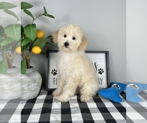 Goldendoodle (Miniature) Puppy for sale in FRANKLIN, IN, USA