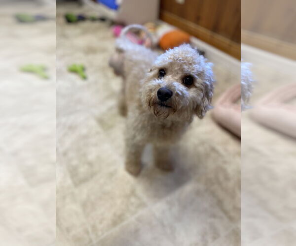 Medium Photo #2 Poodle (Miniature) Puppy For Sale in Raleigh, NC, USA