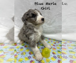 Aussie-Poo-Aussiedoodle Mix Puppy for sale in MOUNT STERLING, KY, USA