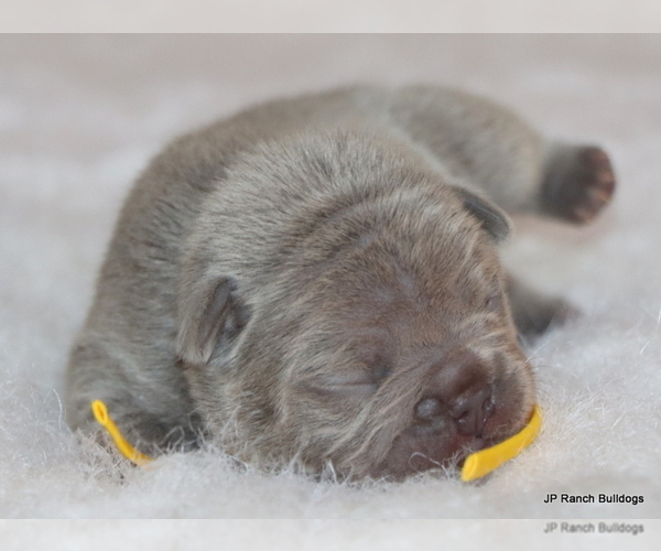 Medium Photo #10 French Bulldog Puppy For Sale in WINNSBORO, TX, USA